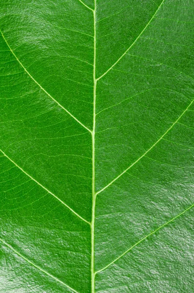 Macro Foto Del Patrón Hoja Verde Natural Como Fondo — Foto de Stock