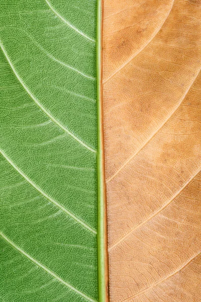 Macro Foto Natural Comparando Verde Seco Textura Folha Como Fundo — Fotografia de Stock