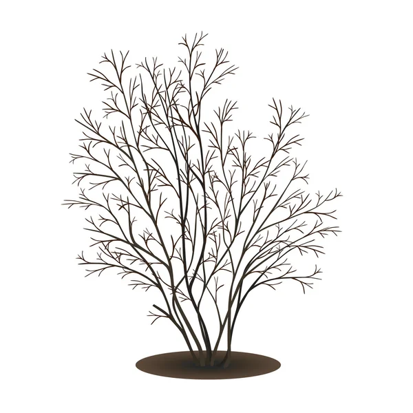 Buisson sans feuilles sur fond blanc — Image vectorielle