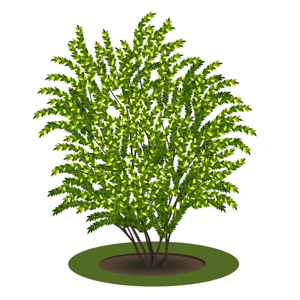 Bush met groene bladeren en schaduw — Stockvector
