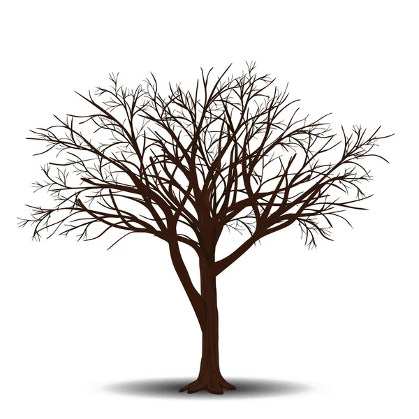 Osamocený strom bez listí se stínem — Stockový vektor