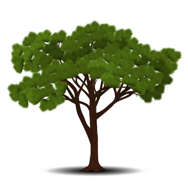 stone pine with green needles