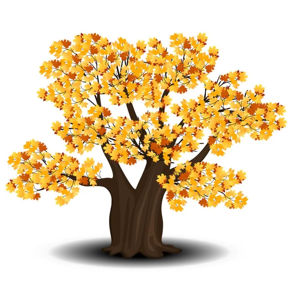 Arce árbol con hojas rojas y amarillas — Vector de stock