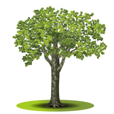 ağaç çınar yeşil yaprakları ile ilişkisi kesildi