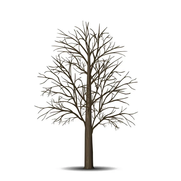 Albero staccato senza foglie con ombra — Vettoriale Stock