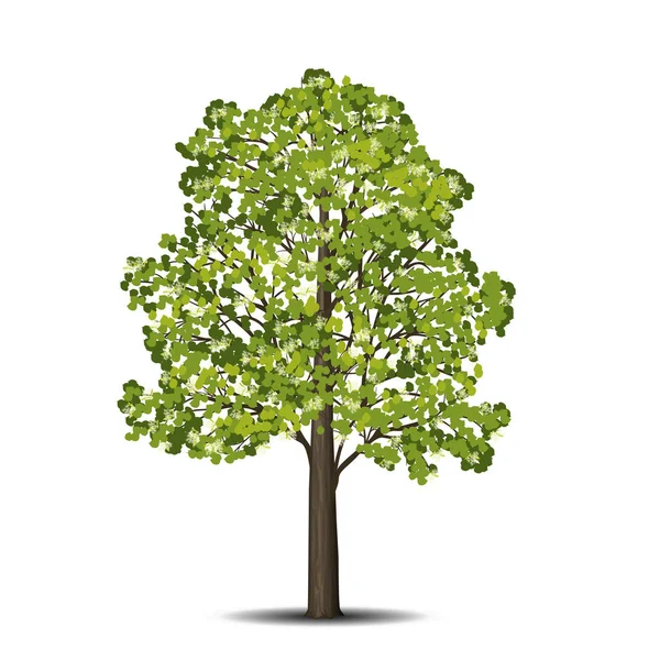 Vrijstaand linden boom met bladeren en bloemen — Stockvector