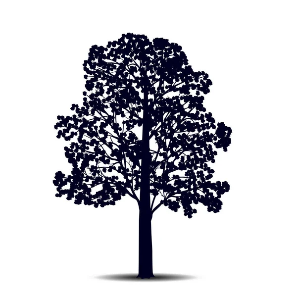 Silueta tilo de árbol separado con hojas — Vector de stock