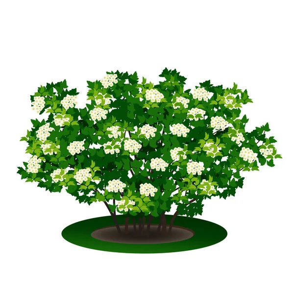 Arbusto con hojas verdes y flores — Vector de stock