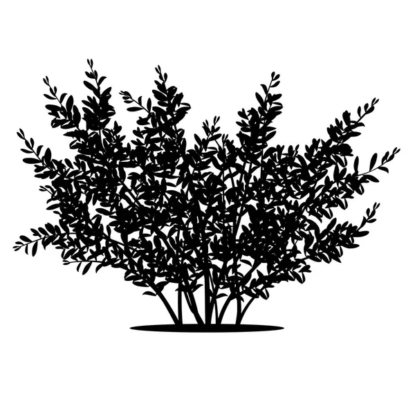Силуэт куст с листьями и тени — стоковый вектор