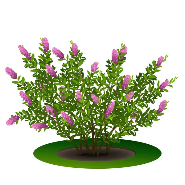 Arbusto con hojas verdes y flores — Archivo Imágenes Vectoriales
