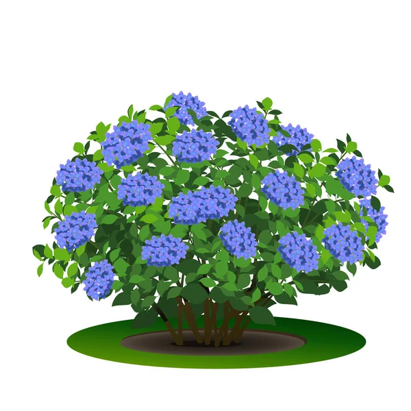 Hortensja krzew z zielonych liści i kwiatów — Wektor stockowy