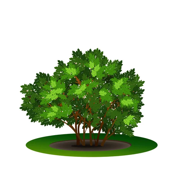 Buisson aux feuilles vertes et ombre — Image vectorielle