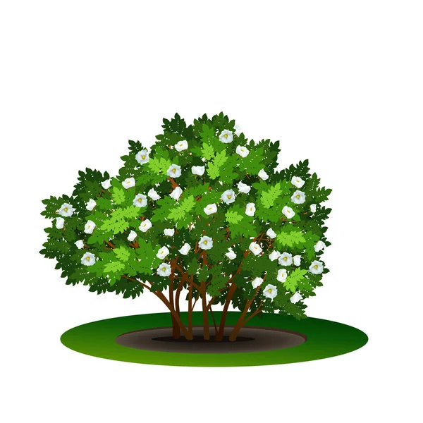 Busch-Heckenrose mit grünen Blättern und Blüten — Stockvektor