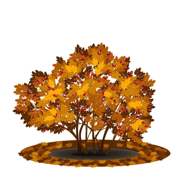 Busch-Heckenrose mit gelben Blättern und Beeren — Stockvektor