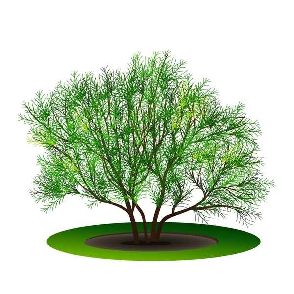 Arbusto con hojas verdes y sombra — Vector de stock