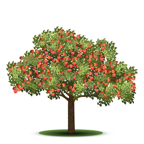 红果苹果树 — 图库矢量图片