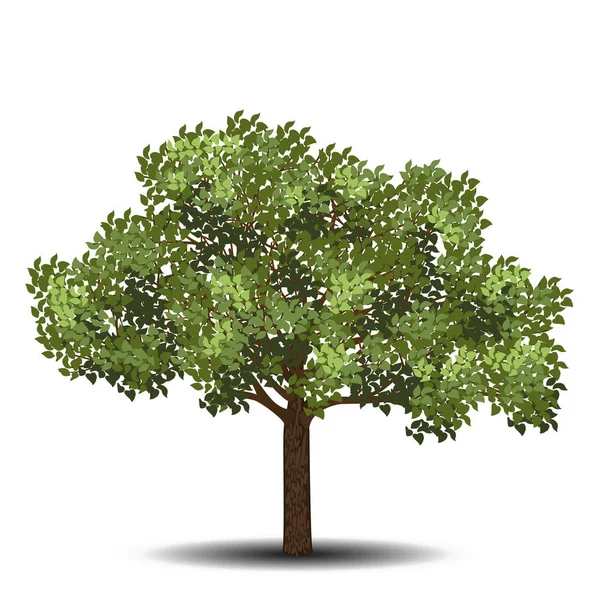 Vrijstaande boom met donkergroene bladeren — Stockvector
