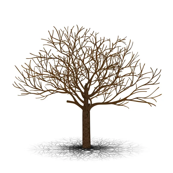 Detached tree without leaves with shadow — Stock Vector