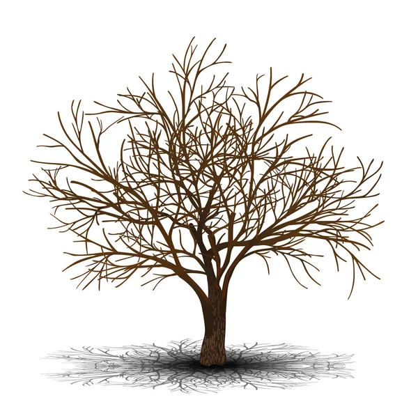 Detached tree without leaves with shadow — Stock Vector