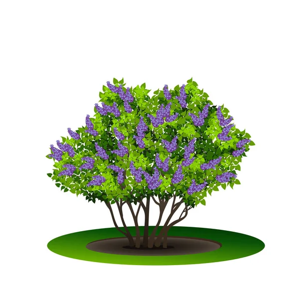 Arbusto lila con hojas verdes y flores — Vector de stock