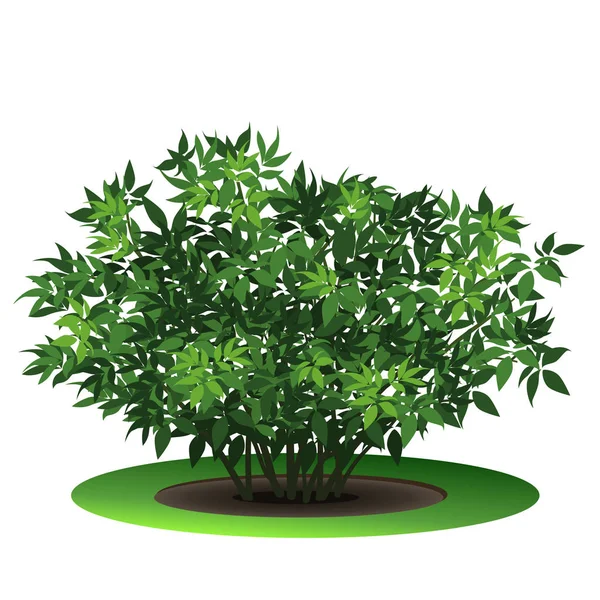 Cespuglio di peonia con foglie verdi — Vettoriale Stock