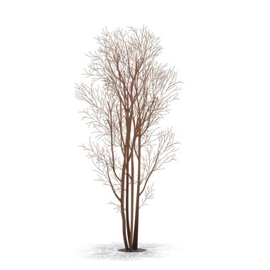 Bush ile gölge olmadan bırakır