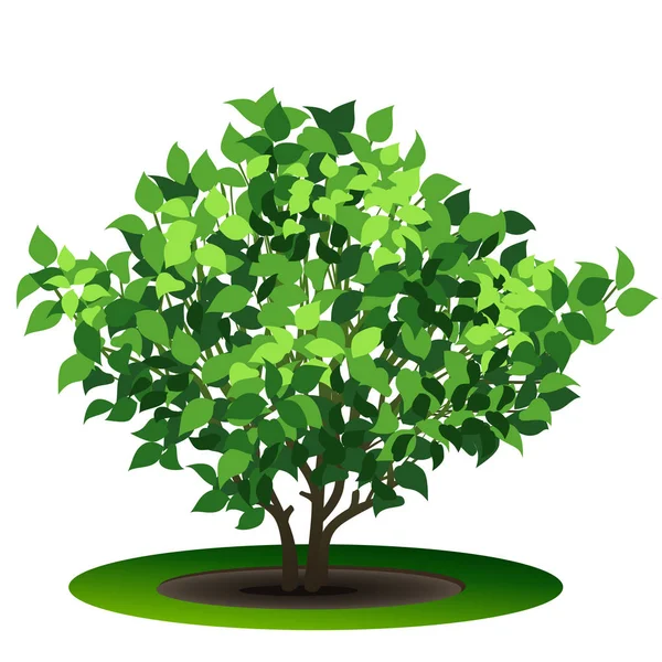 Arbusto con hojas verdes y sombra — Vector de stock