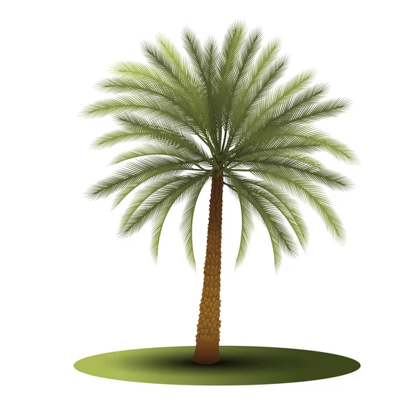 Palmera con hojas verdes — Vector de stock