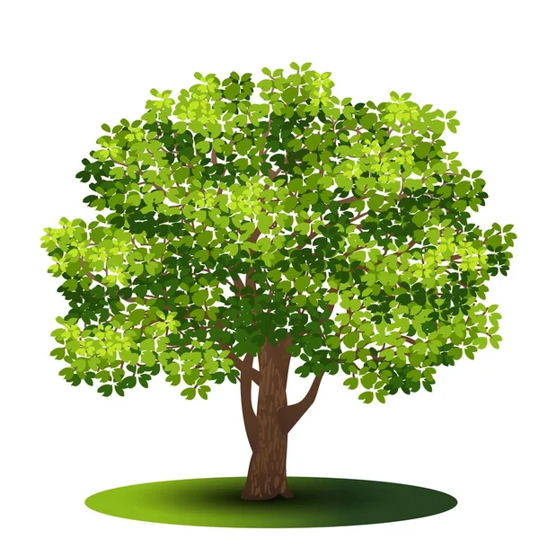 Árbol separado con hojas verdes — Vector de stock