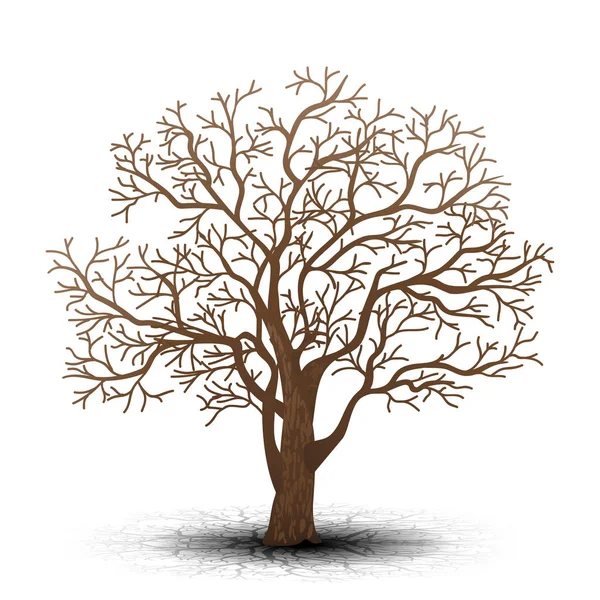 Copac detașat fără frunze cu umbră — Vector de stoc