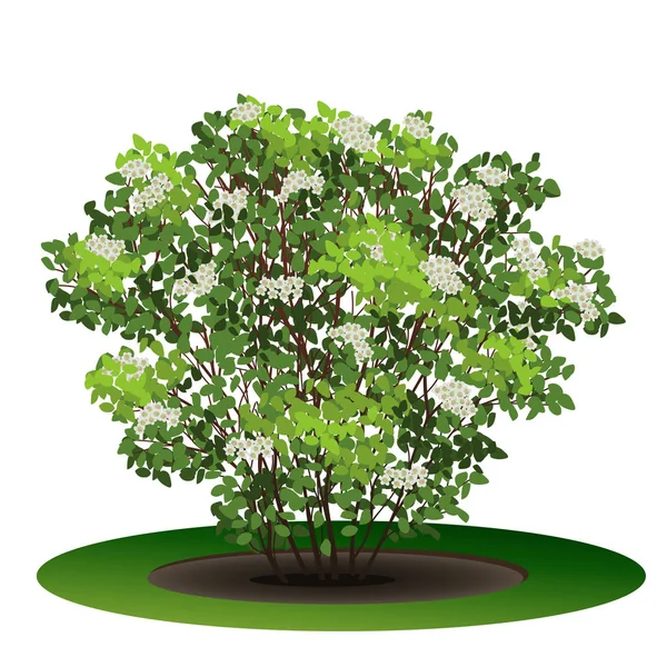 Кущова аронія з зеленим листям і квітами — стоковий вектор