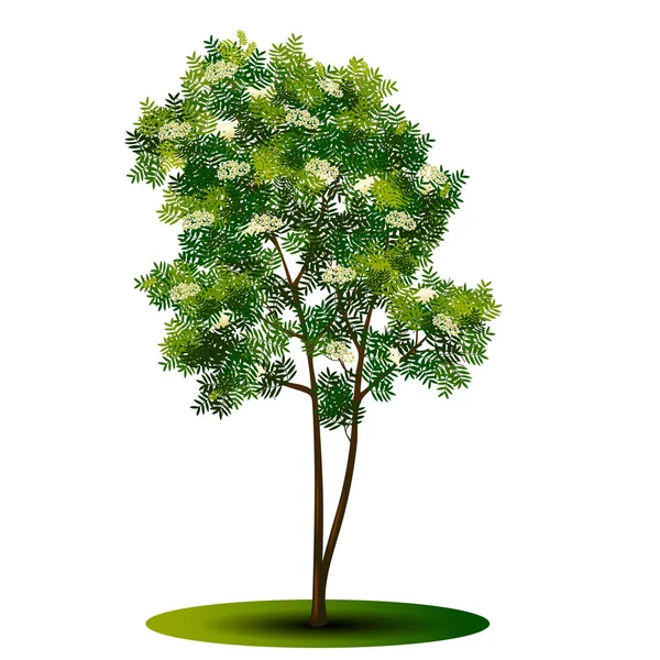 Albero sorbo con foglie verdi e fiori — Vettoriale Stock