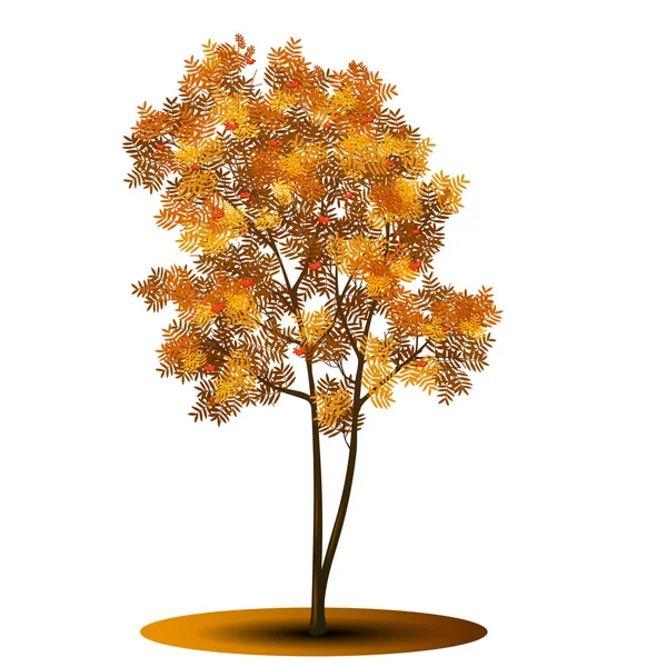 Arbre rowan aux feuilles rouges et jaunes — Image vectorielle