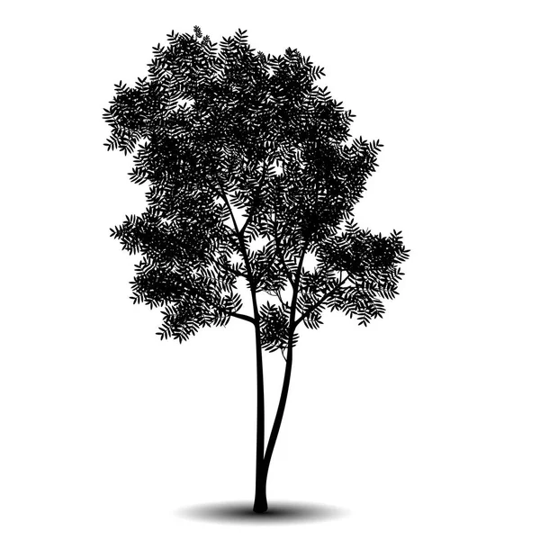 Silhouette arbre détaché rowan avec feuilles — Image vectorielle