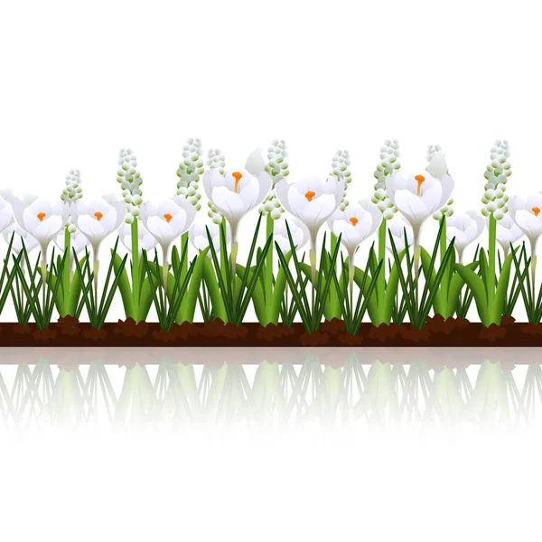 Gräsmatta med blommor vita krokusar och reflektion — Stock vektor