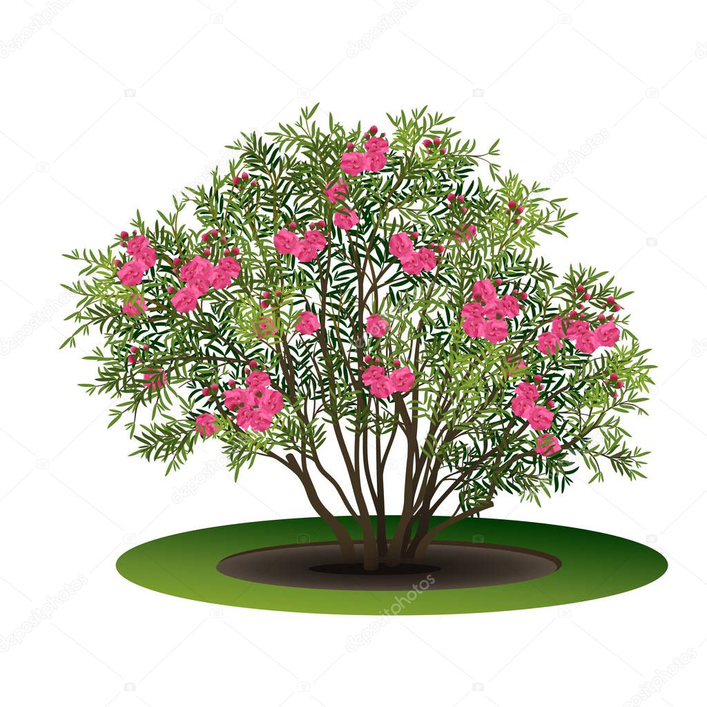 bush nerium oleander with pink flowers