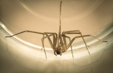 Şişede zehirli bir örümcek