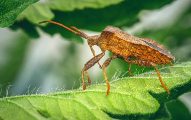 Kocaman kahverengi bir böcek çimlerin üzerinde oturuyor. Makro fotoğraf