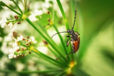 Büyük bıyıklı bir böcek bir çiçeğin gövdesinde sürünür. Makro fotoğraf.