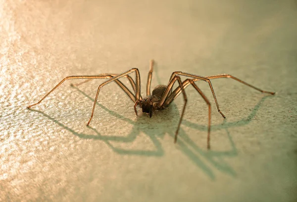 Spider Long Legs Transparent Macro Photo — Stock Photo, Image