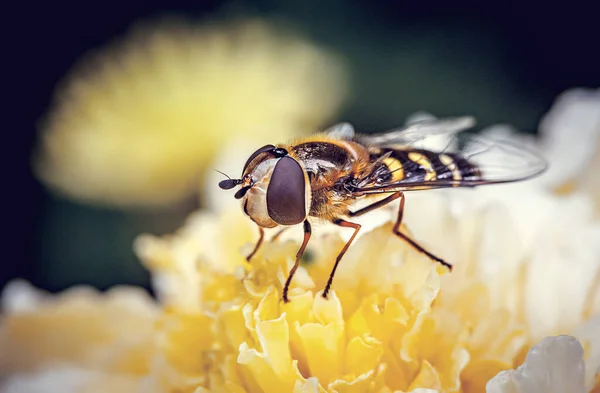 Een Bij Zit Een Gele Bloem Macro Foto — Stockfoto