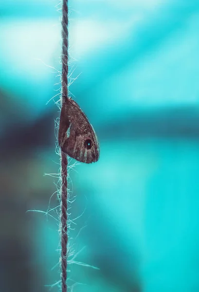 Ala Mariposa Una Cuerda Macro Foto — Foto de Stock