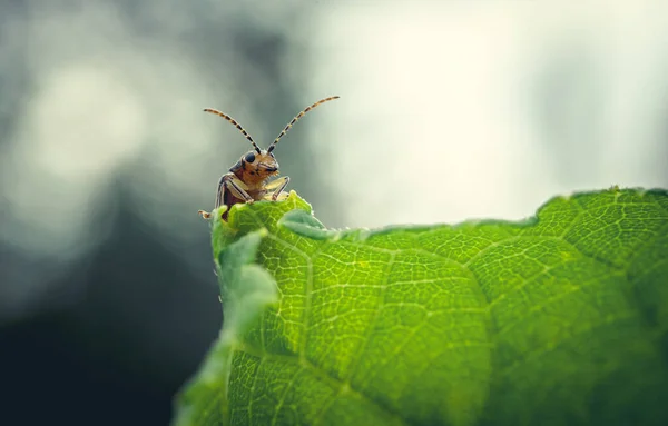 Escarabajo Está Sentado Una Hoja Verde Foto Macro — Foto de Stock