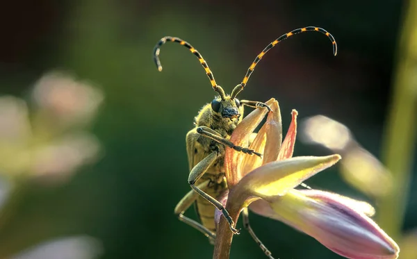 Ein Käfer Mit Schnurrbart Makrophotography — Stockfoto