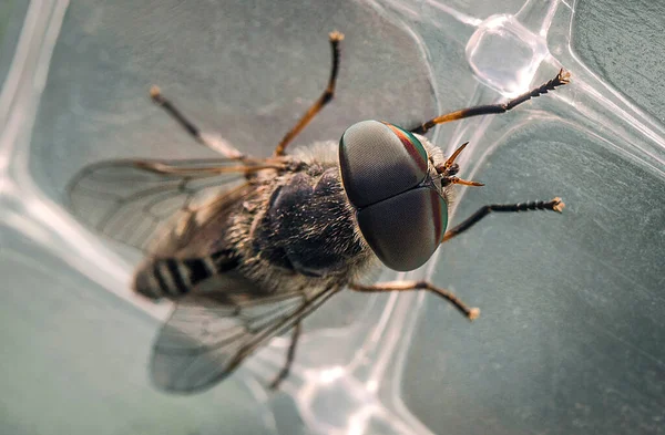 Een Paardenvlieg Met Prachtige Ogen Macrofotografie — Stockfoto