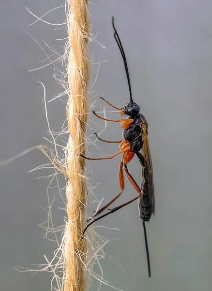 Red Fly Ant Macro Foto — Fotografia de Stock