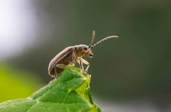 Käfer Garten Auf Dem Rasen Makrofoto — Stockfoto