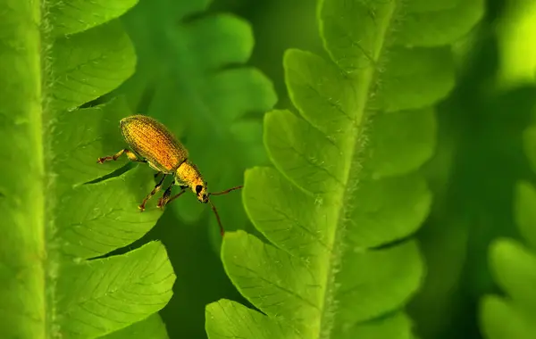 Chameleon Σκαθάρι Ένα Φύλλο Macro Φωτογραφία — Φωτογραφία Αρχείου