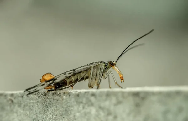 Eine Skorpionsfliege Der Blick Von Der Seite Makrofotografie — Stockfoto