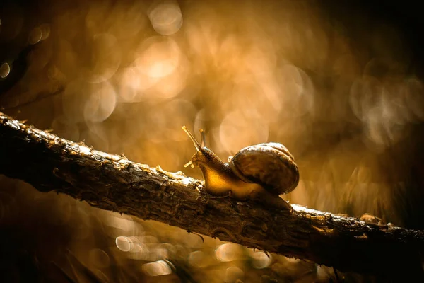 Eine Schnecke Krabbelt Bei Sonnenuntergang Auf Einem Ast — Stockfoto